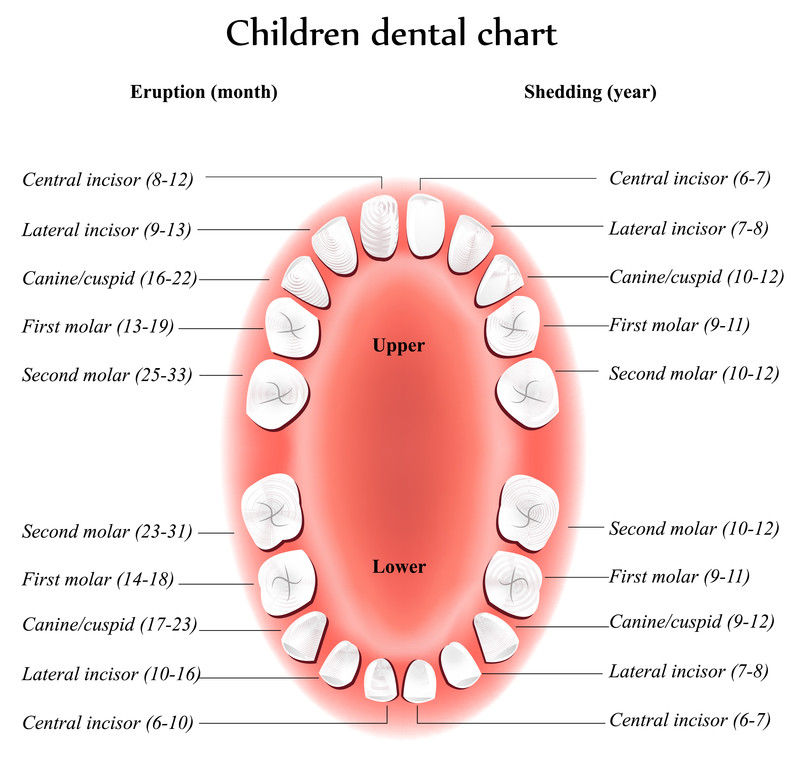 Dental Heath Awareness Theme Child Care Training
